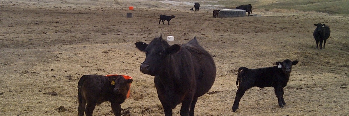Calves and Cows on winter pasture with Riomax Lick Tubs