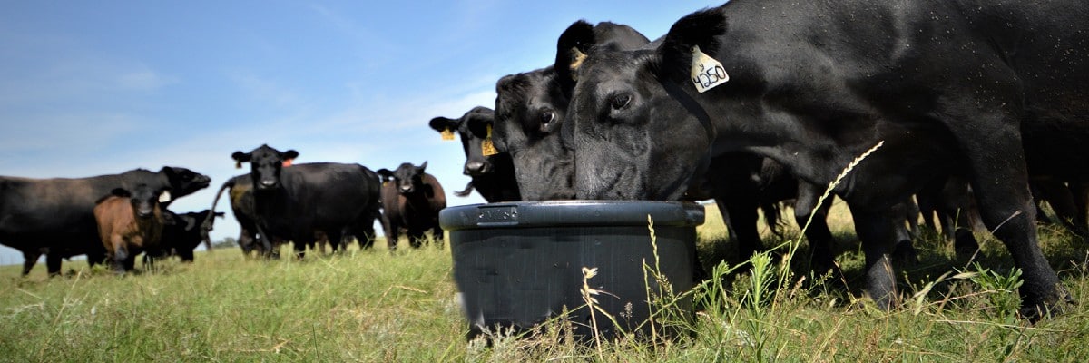 Cows licking a black lick tub