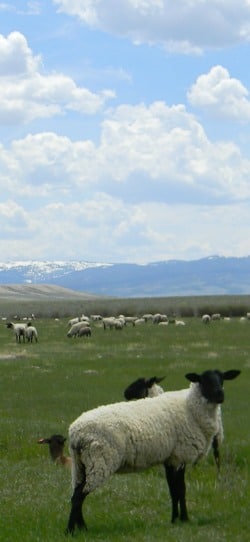 sheep in meadow grazing sheep in meadow grazing