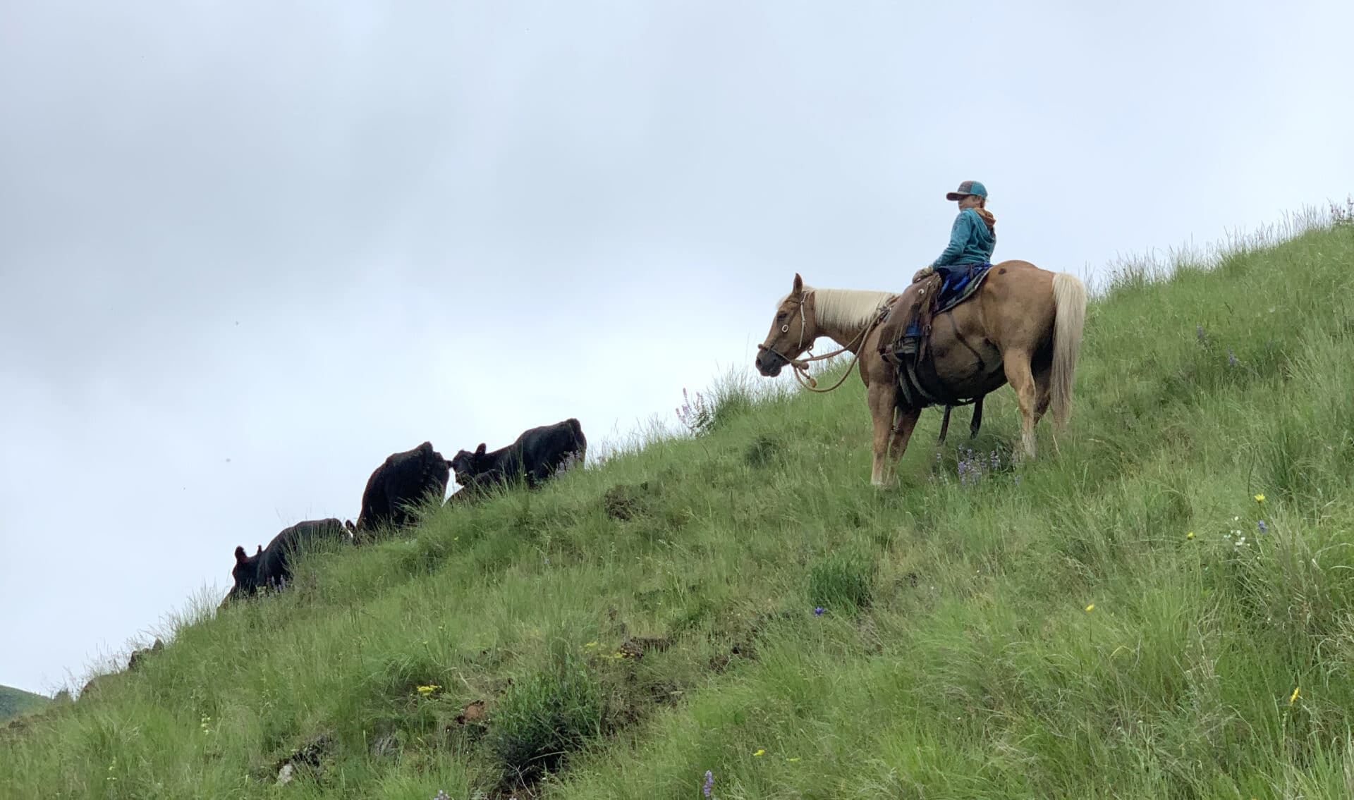 Rancher on horseback herding cattle Rancher on horseback herding cattle