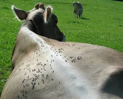 Flies on the back of a cow - Fly Control for Cattle
