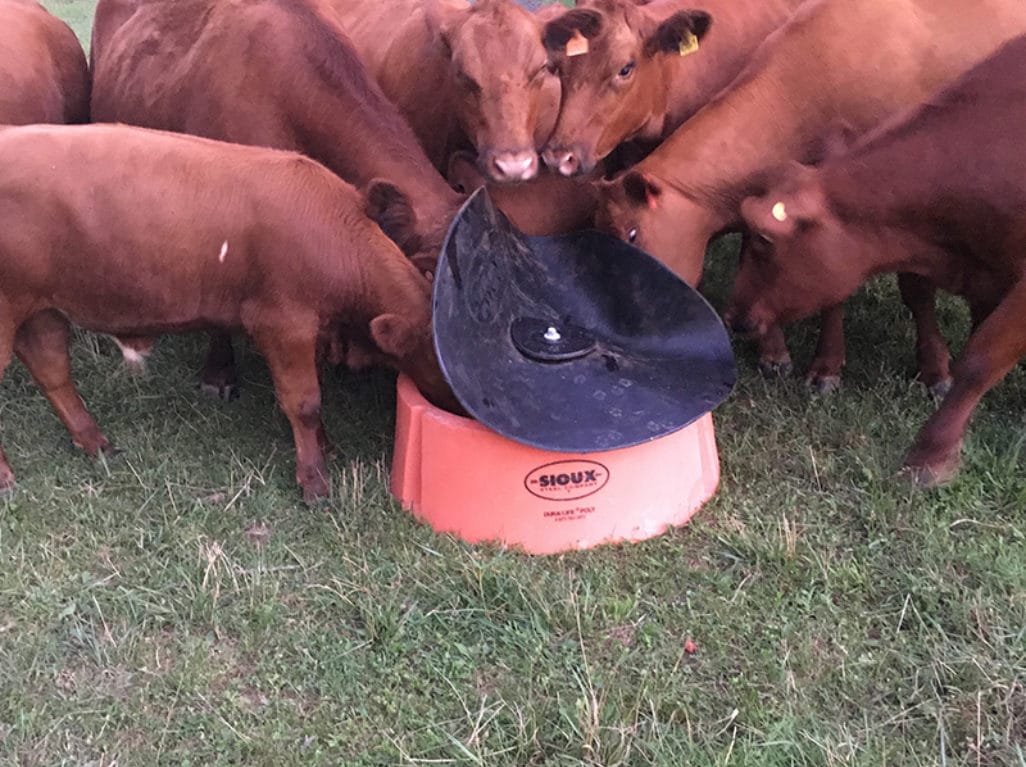 cows eating loose mineral nutrition