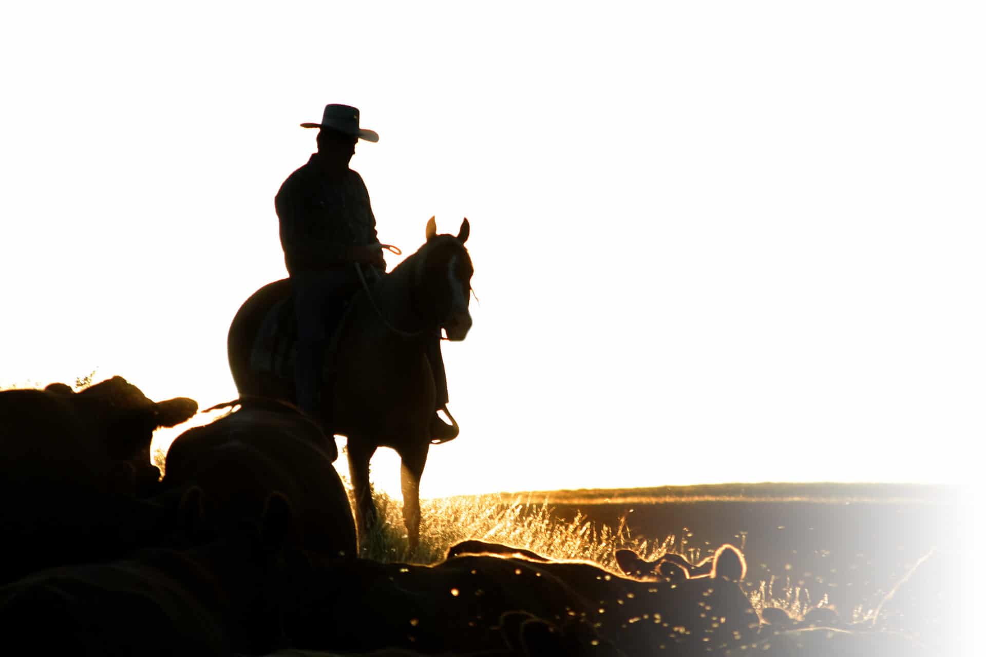 Cattle Round Up Cowboys on a cattle round up