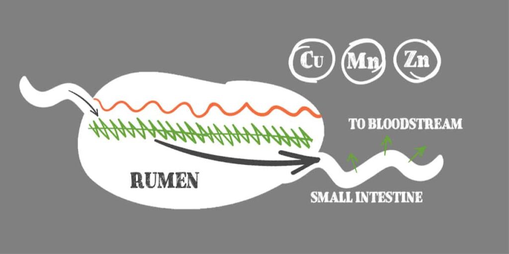 Cow Rumen diagram Cow Rumen diagram