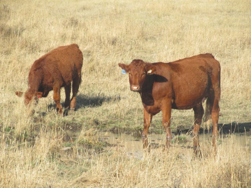 calves eating grass