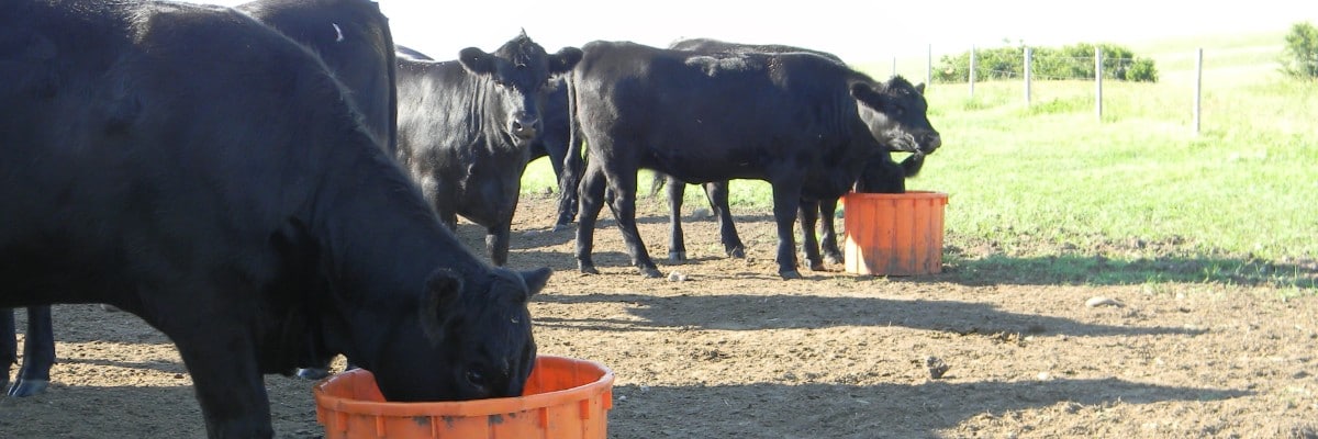 cows and tubs