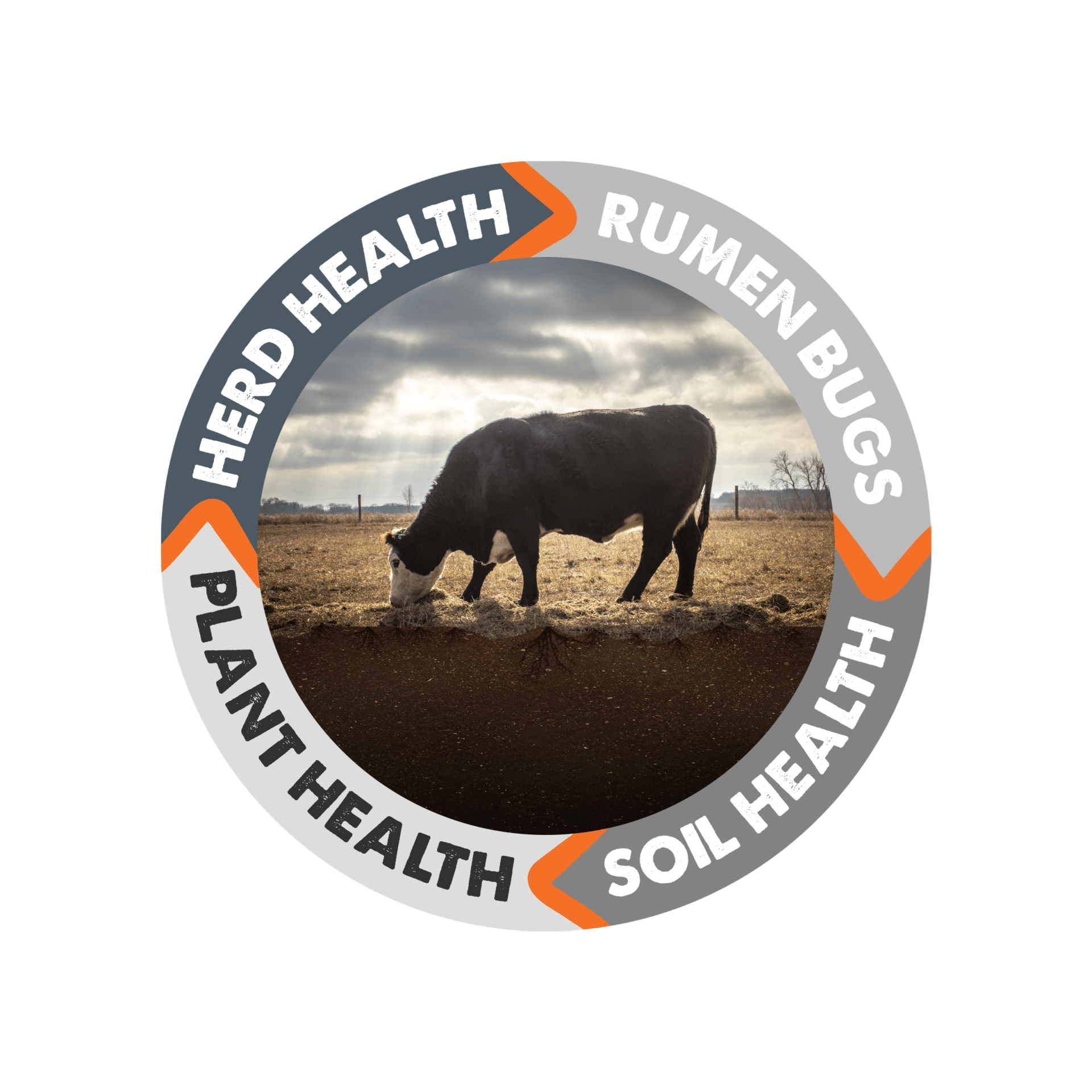 herd health rumen bugs soil health plant health