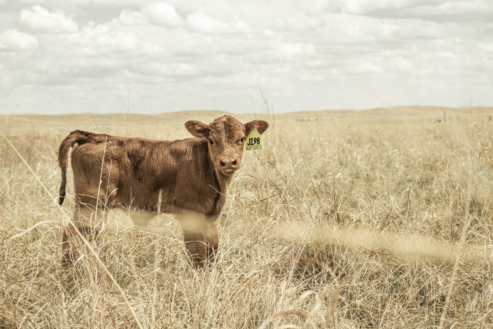 calf in pasture