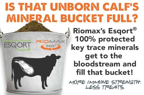 Calf Mineral Bucket Social Ad img