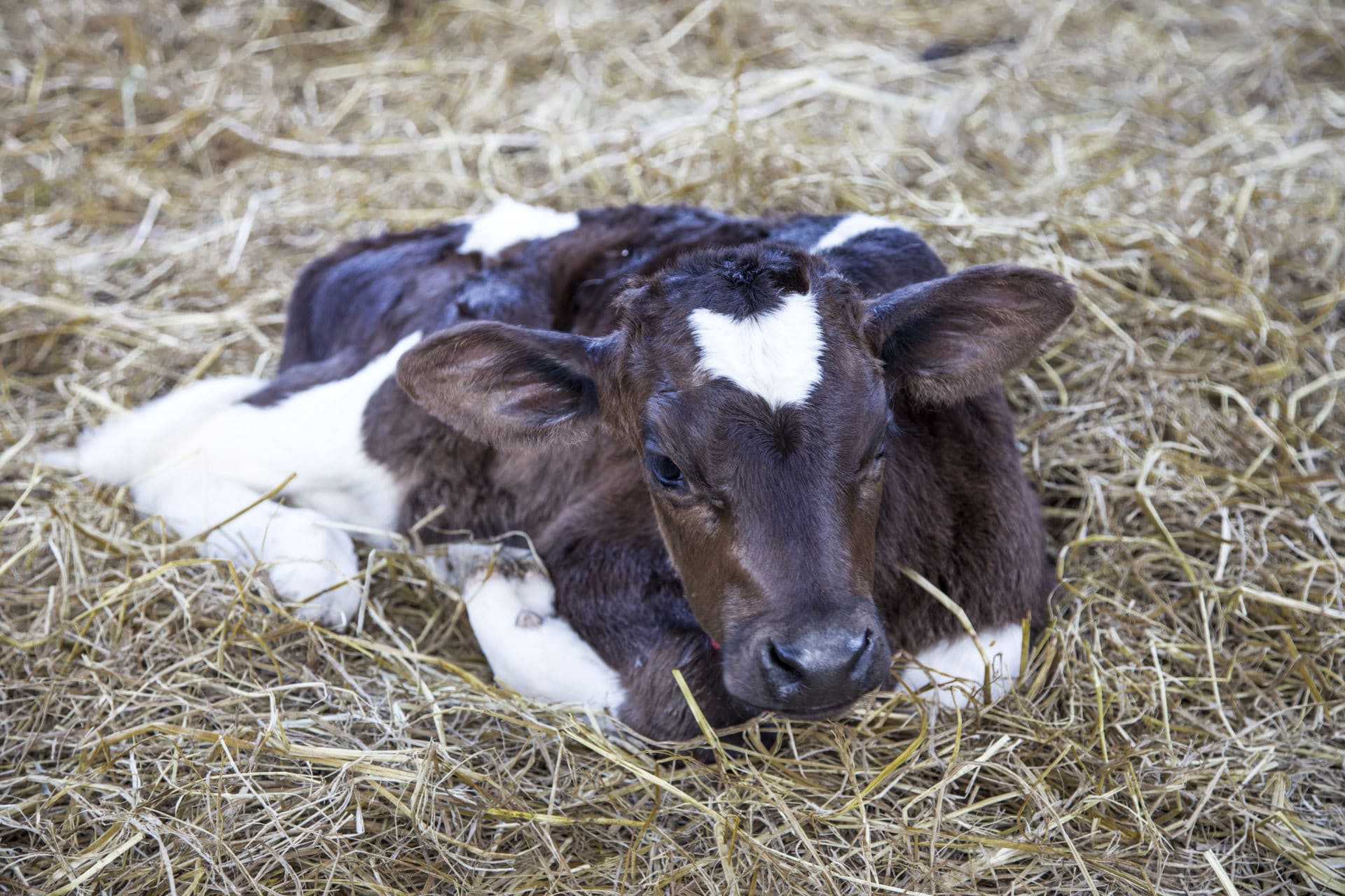 newborn calf on dry grass
