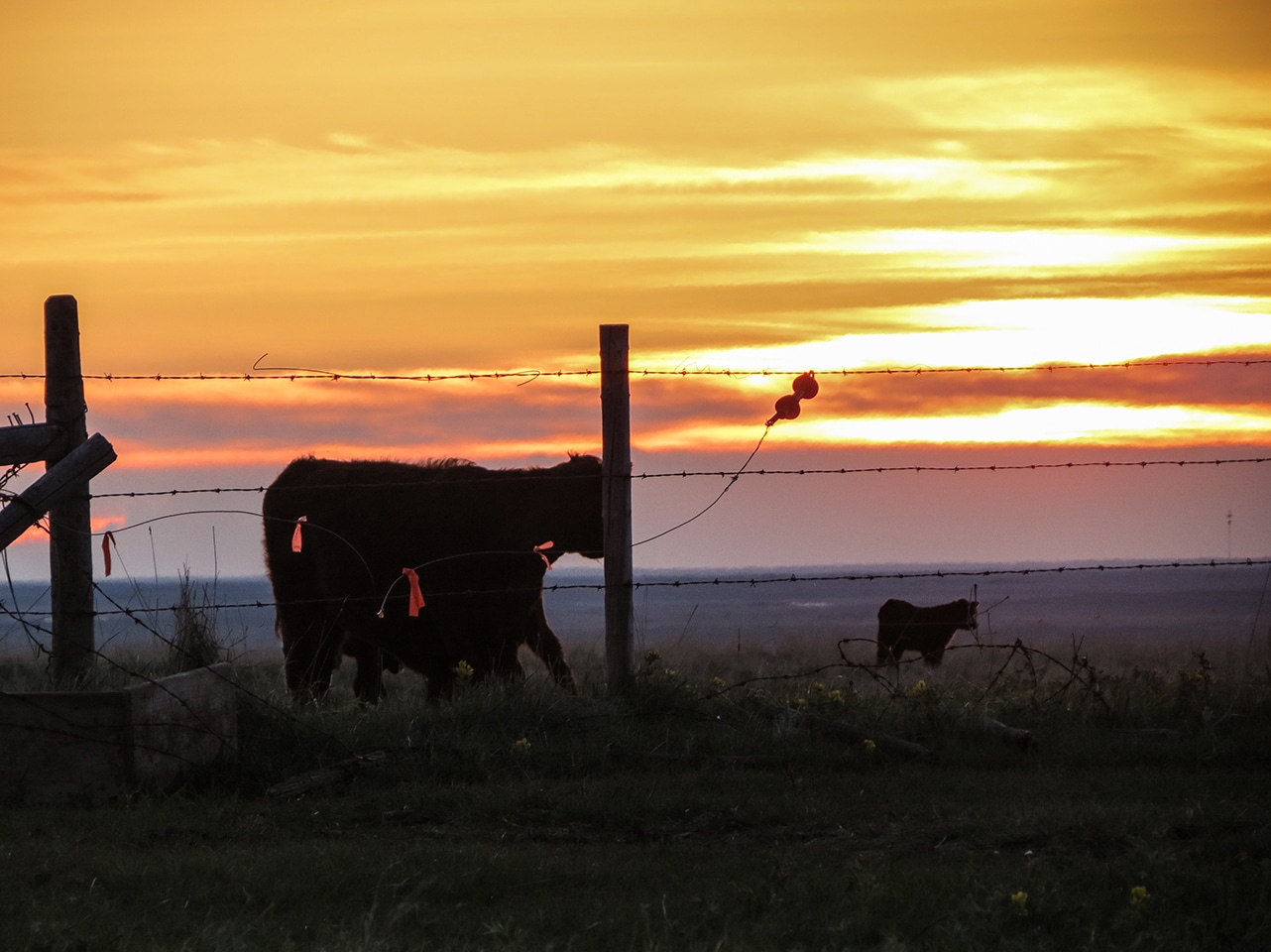 Cow-Calf sunset