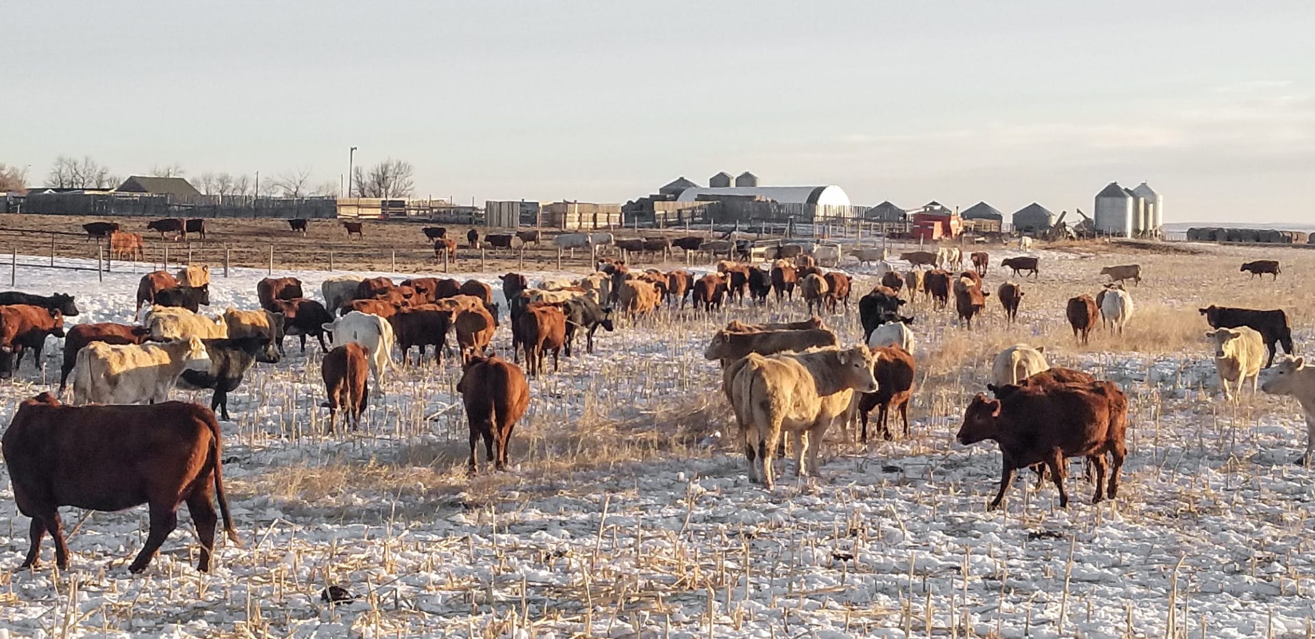 Dan Schwab herd in winter