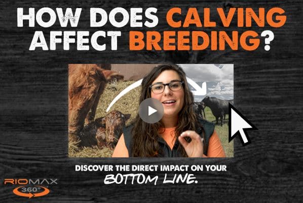How Calving Affects Breeding