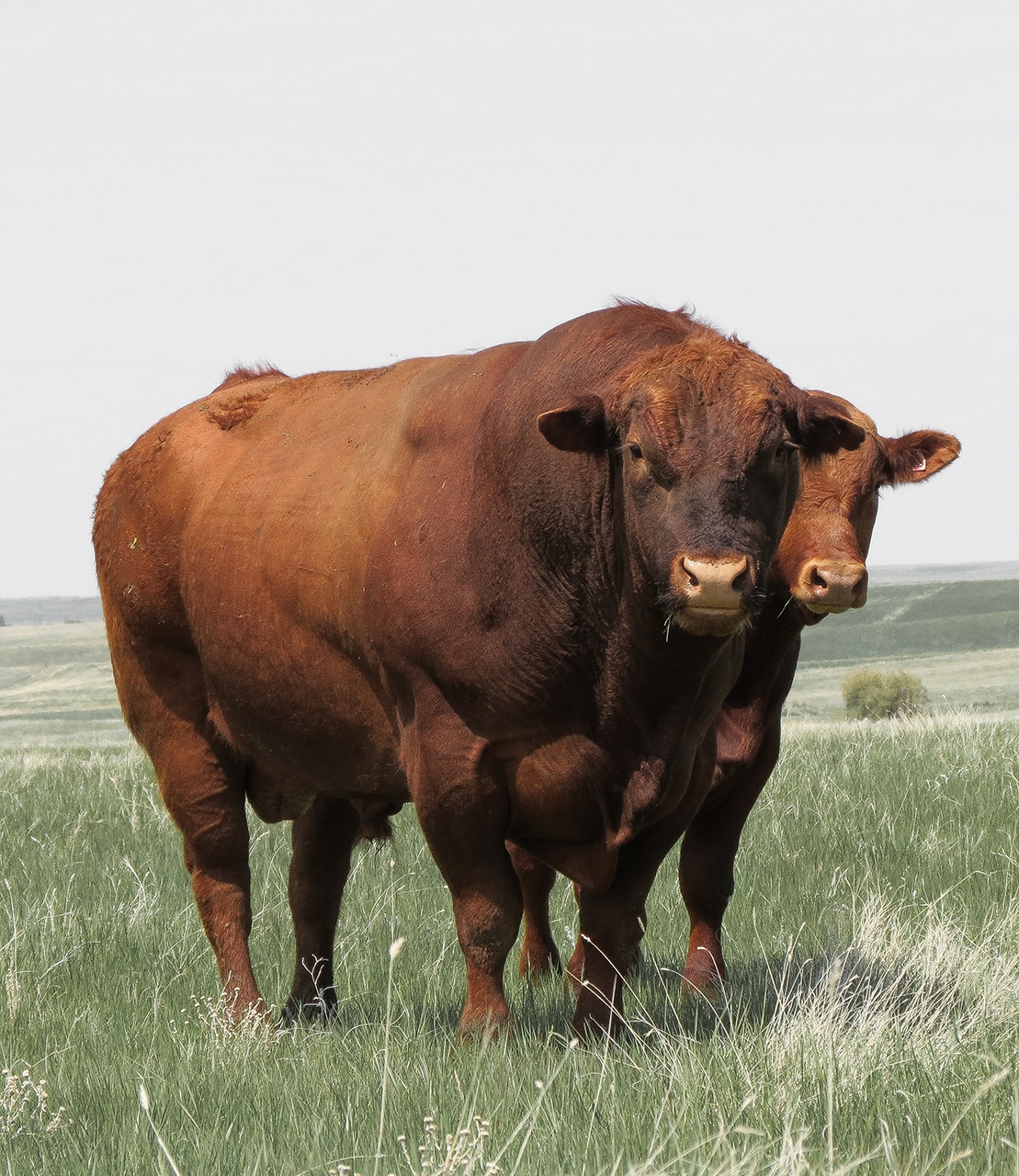 bull during breeding