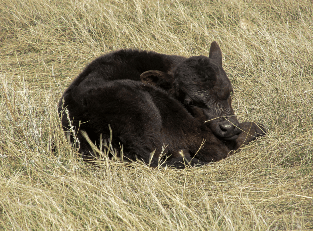 calf in grass