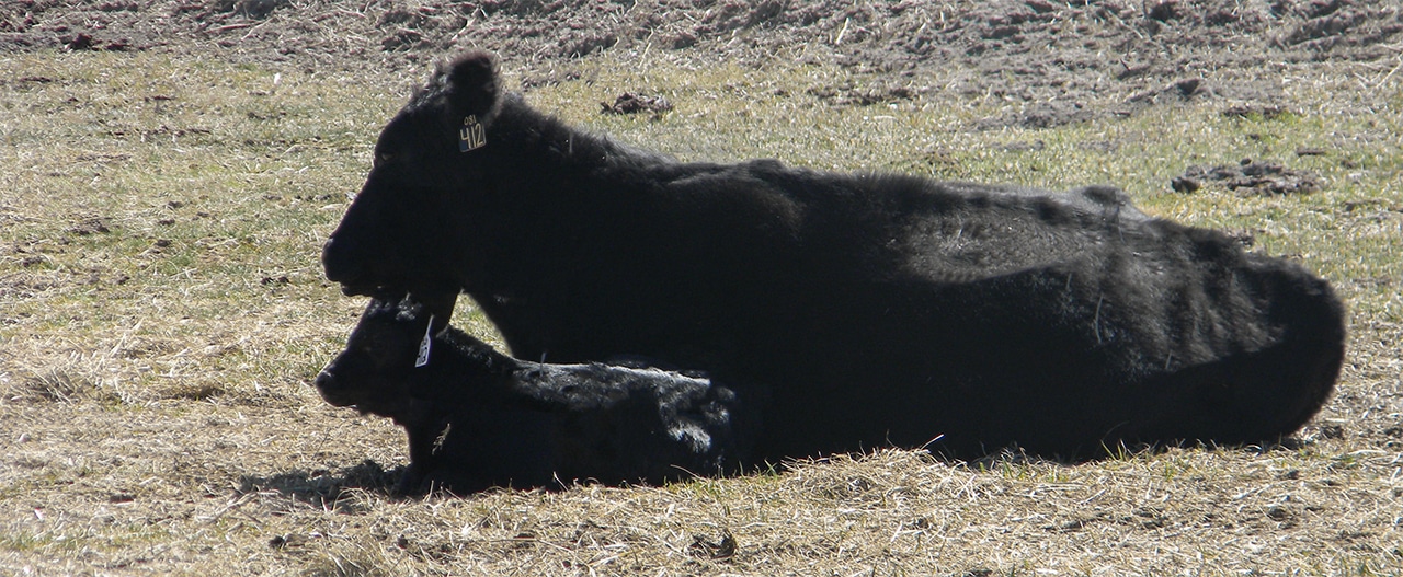 cow and calf laying down
