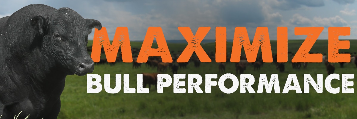 maximize bull performance