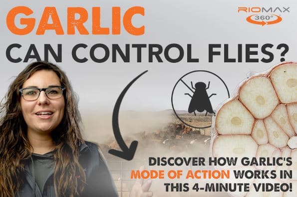 Garlic Fly Control