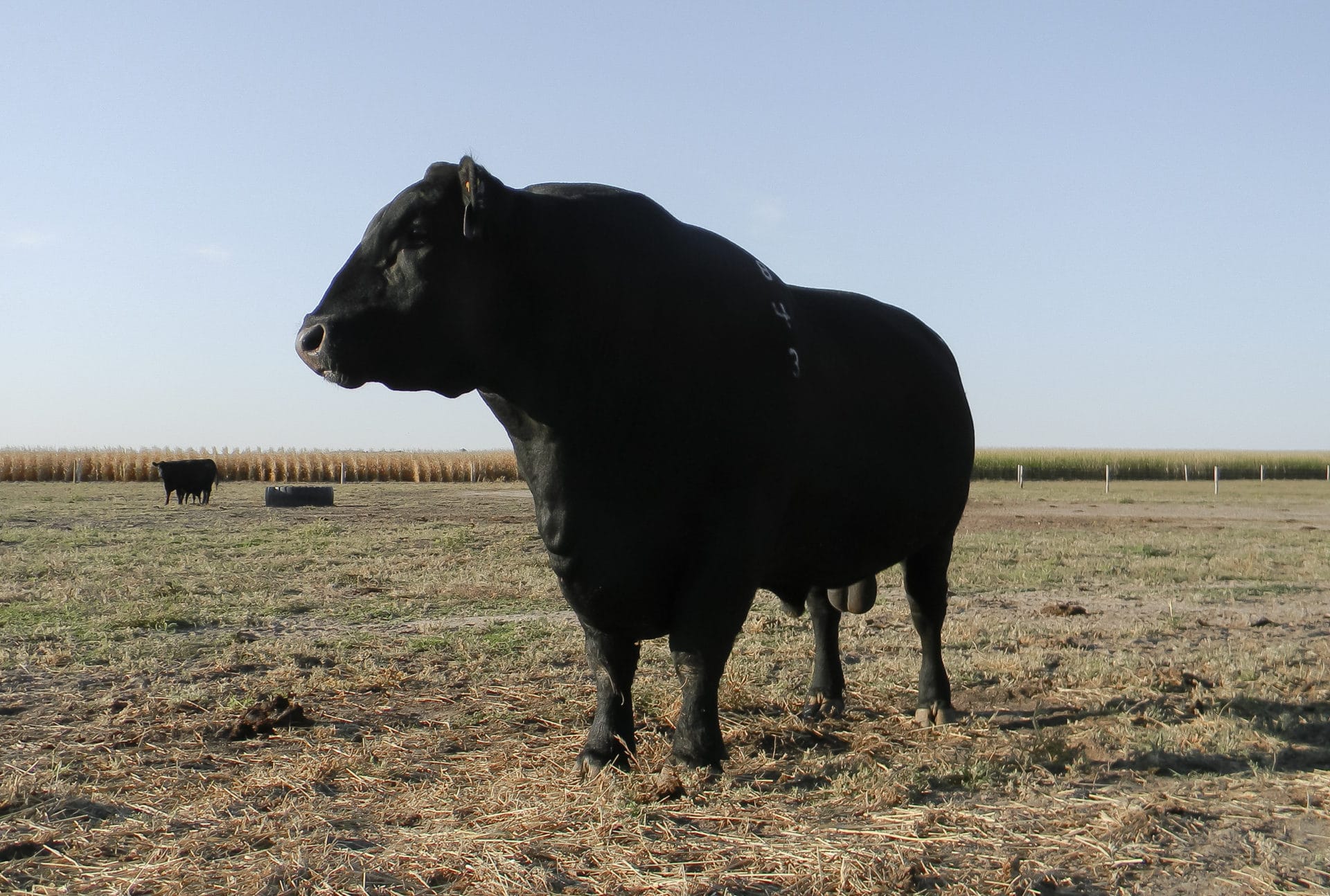 black bull
