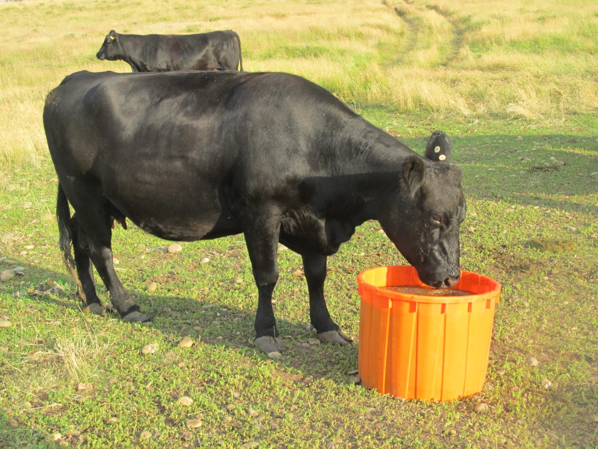 cow with tub on grass