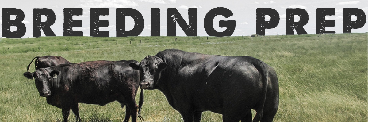 Cow & Bull Breeding Prep