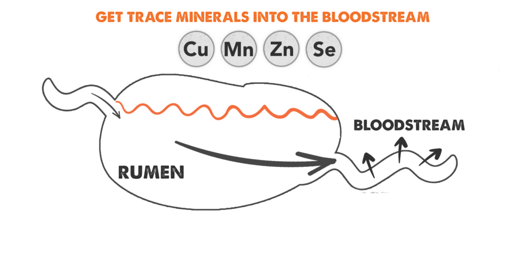 protected trace minerals get to the blood