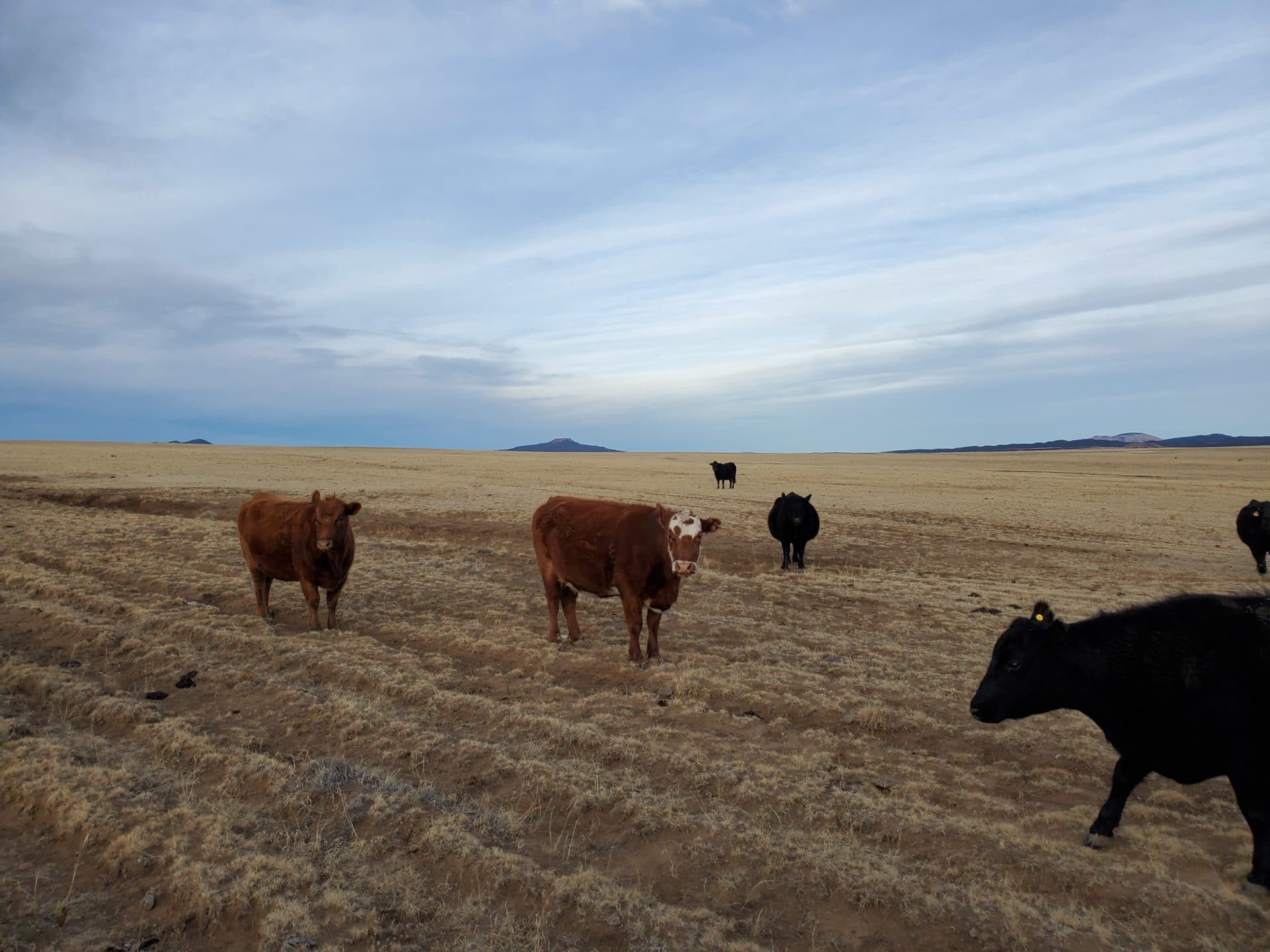 livestock integration livestock integration