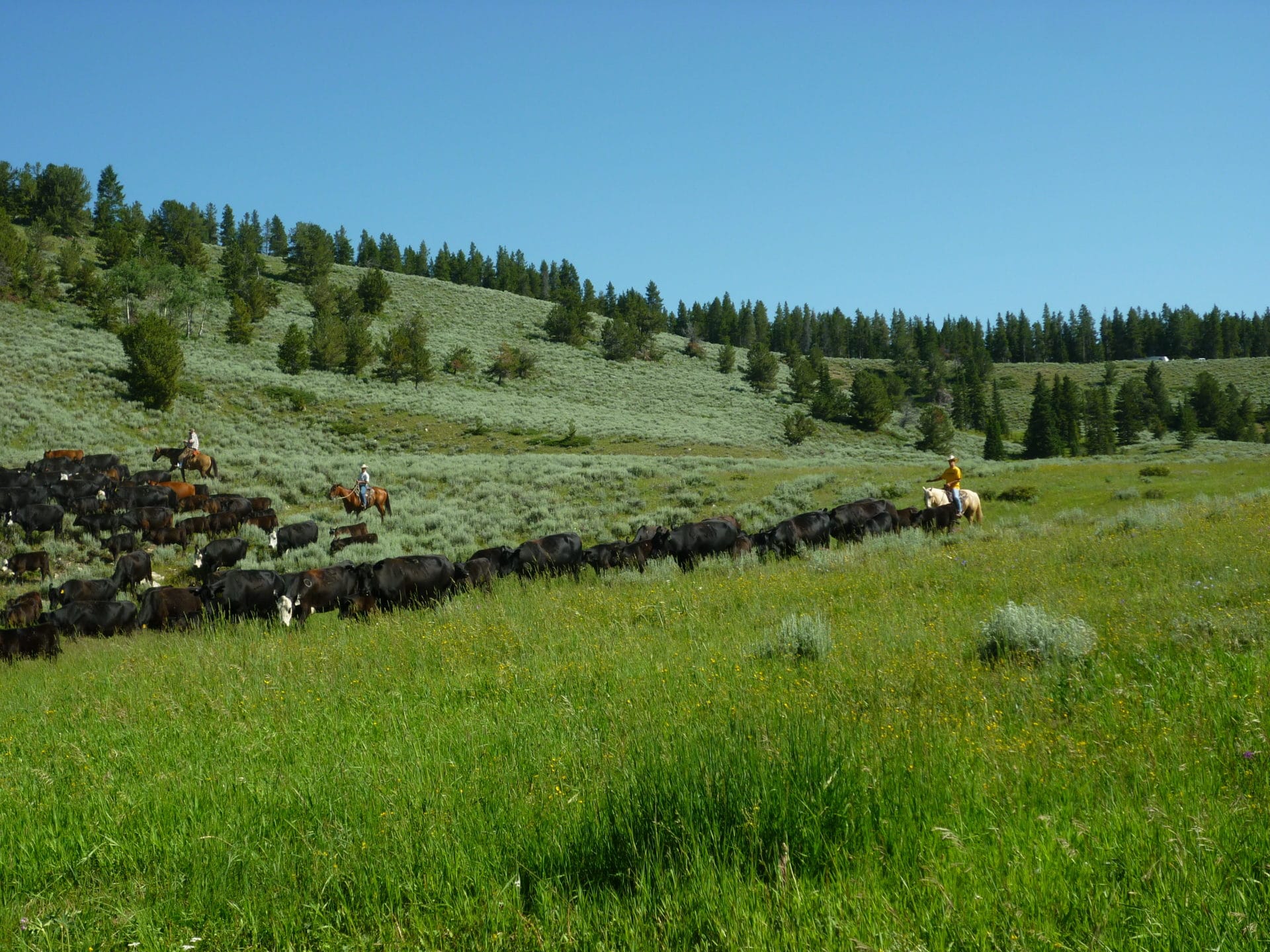 David Kane cattle montana pasture