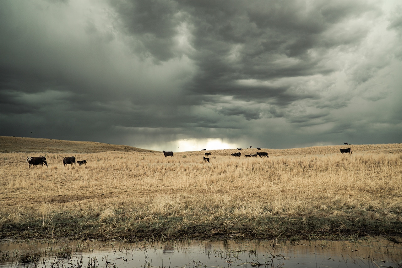 Cattle Landscape with Epic Sky for Web