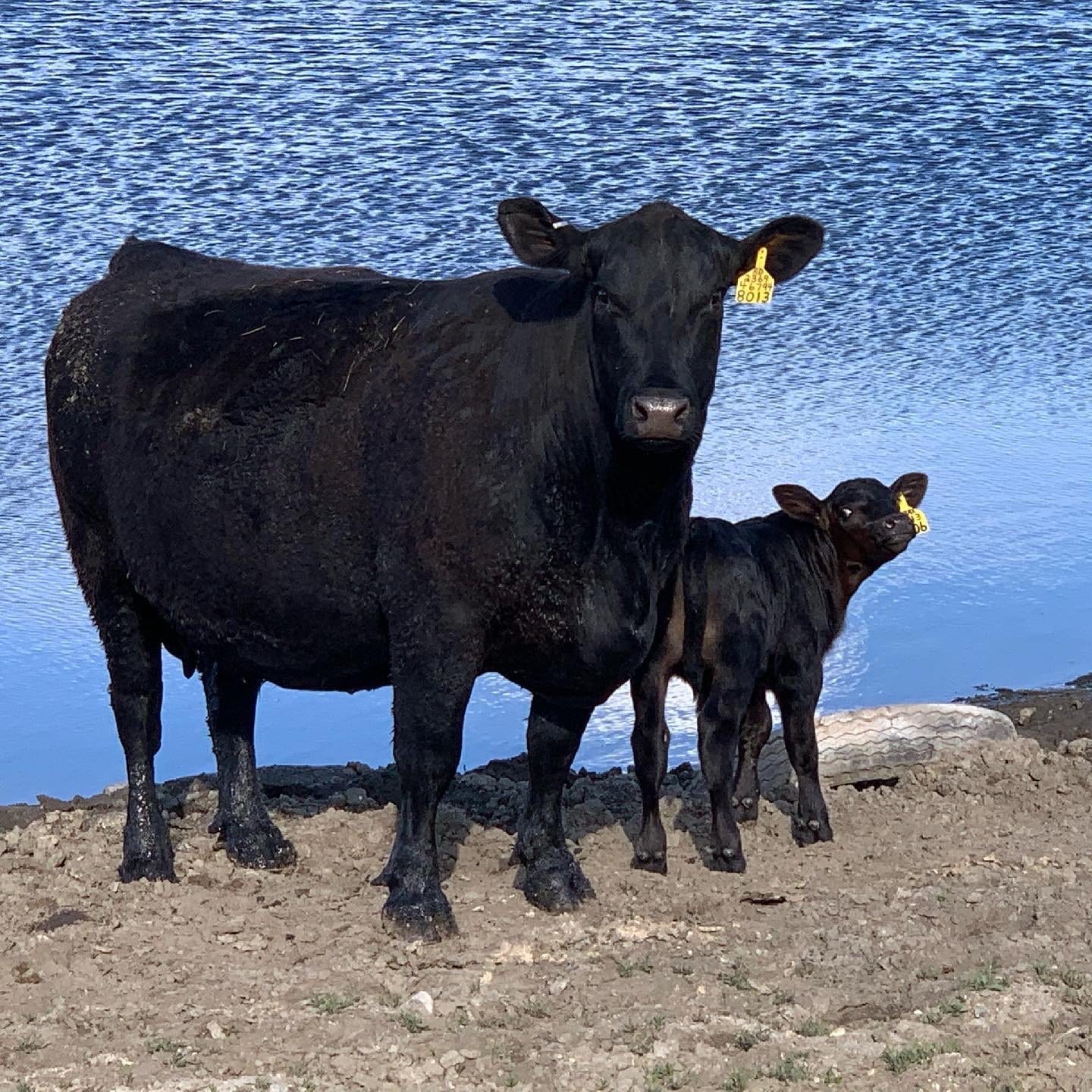 Kelly Schaff Cow calf