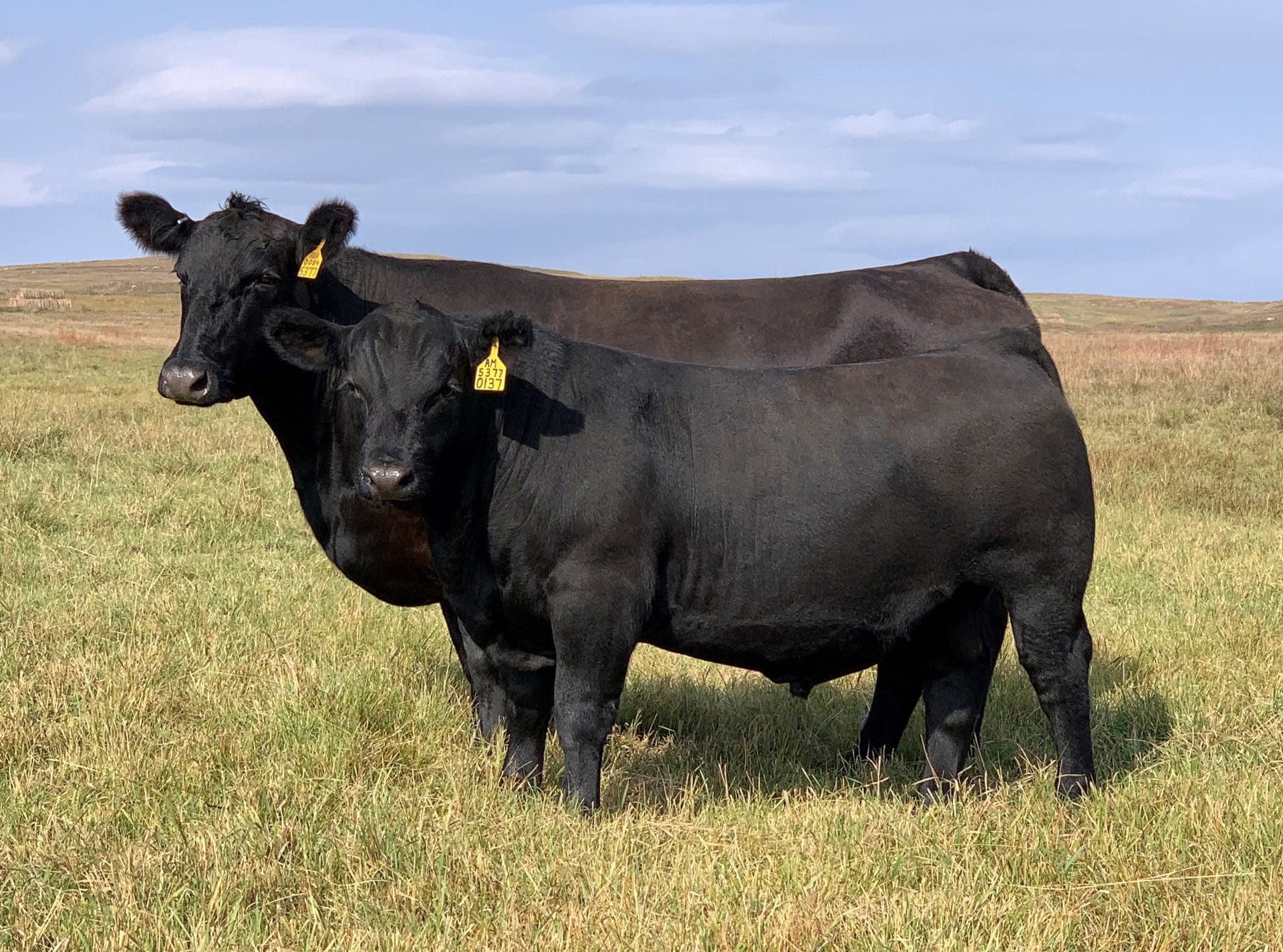Kelly Schaff cattle