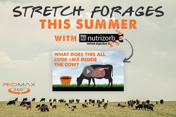 Stretch forages this summer
