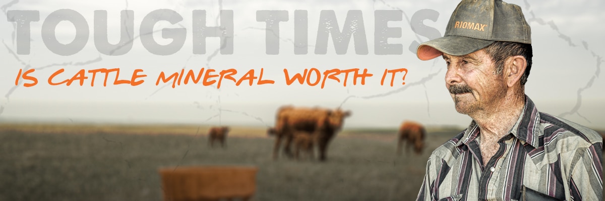 Cattle Mineral In Tough Times