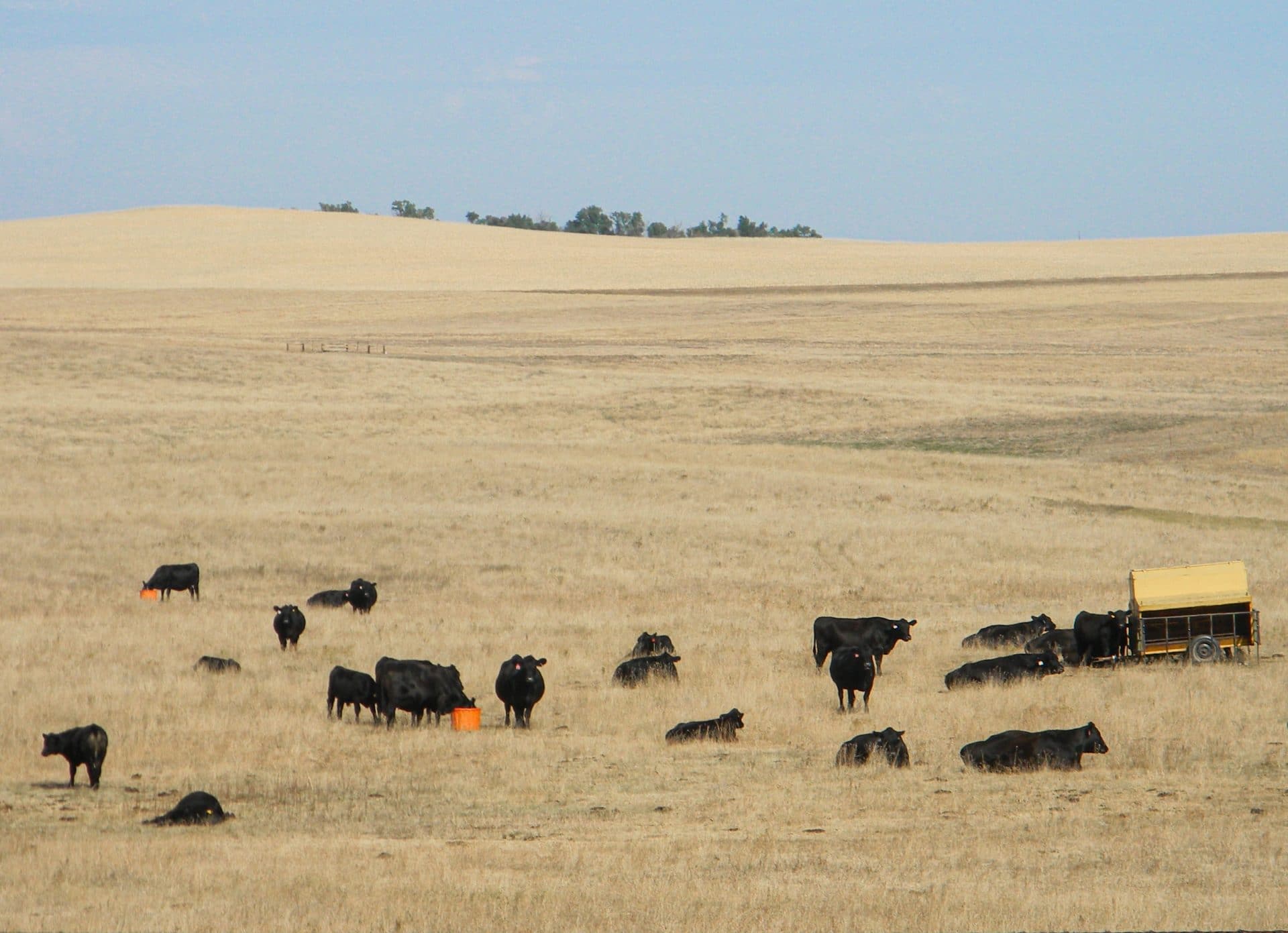 Cows on drought grass and tubs