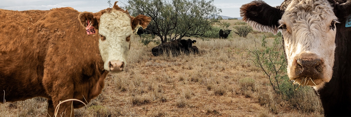 Cull cows drought