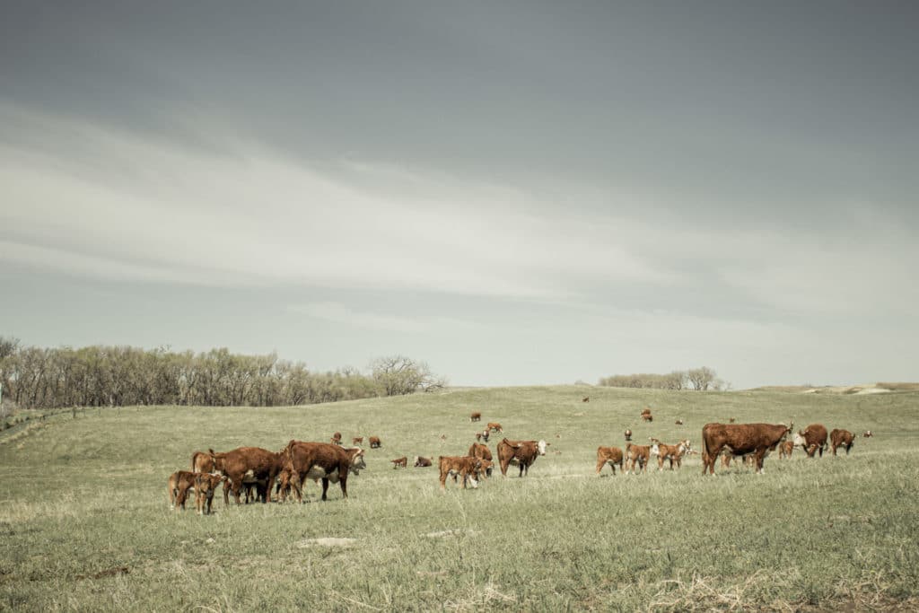 7 Reasons to Use Cattle Mineral Tubs in Tough Times Riomax® 360