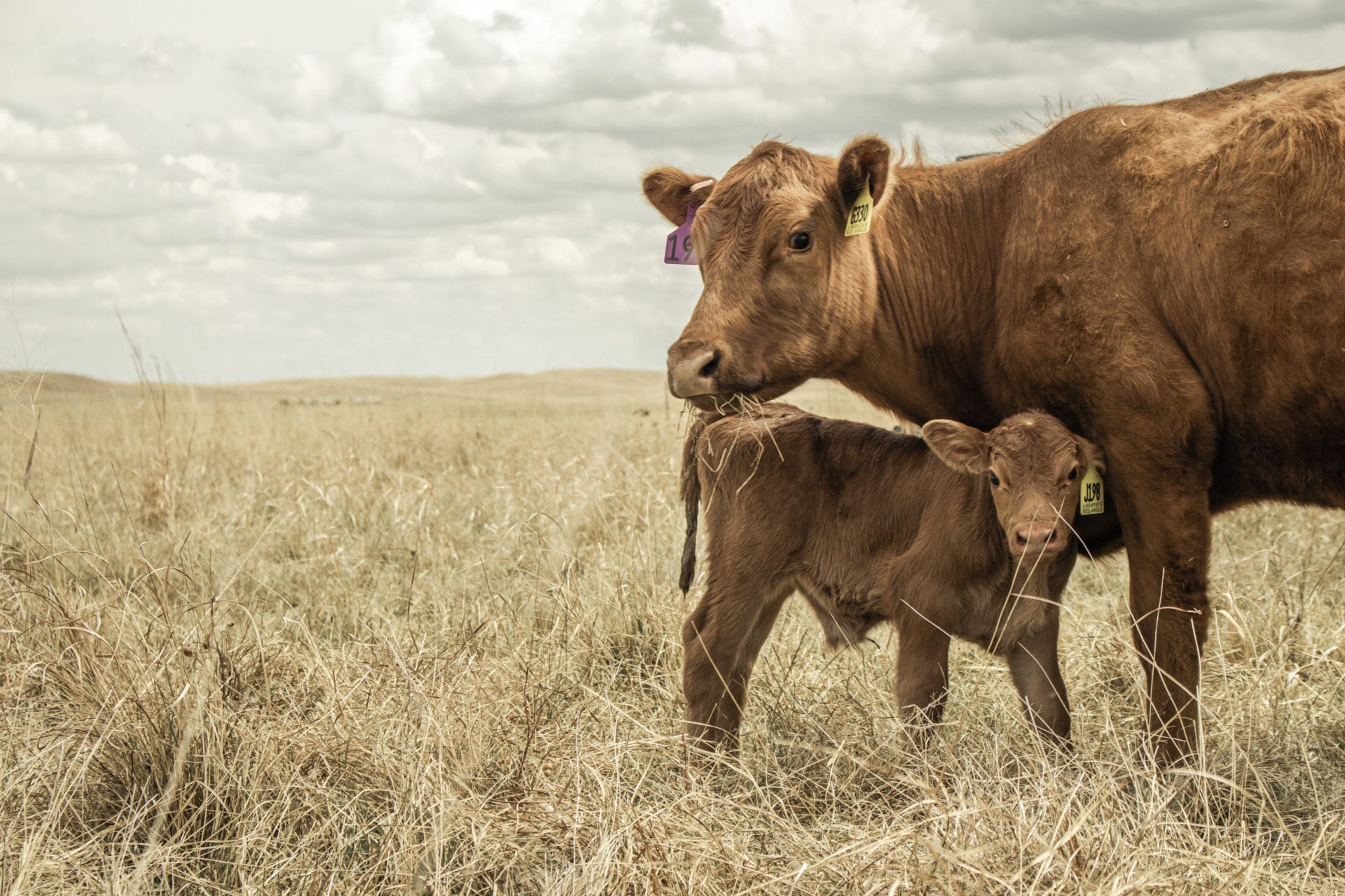 Mama and calf