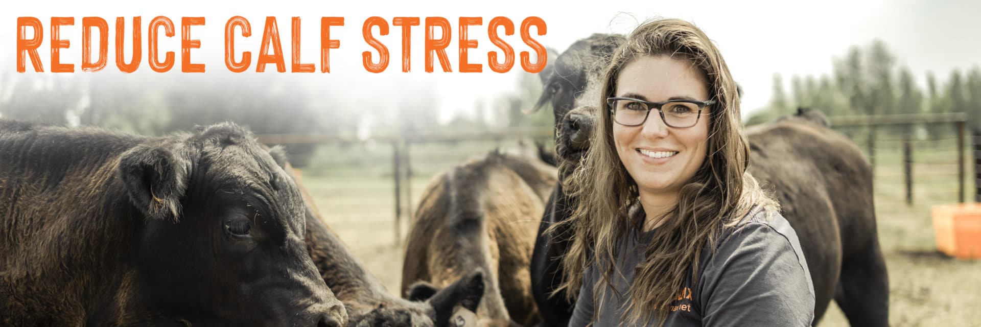How to reduce calf stress at weaning Blog Thumbnail