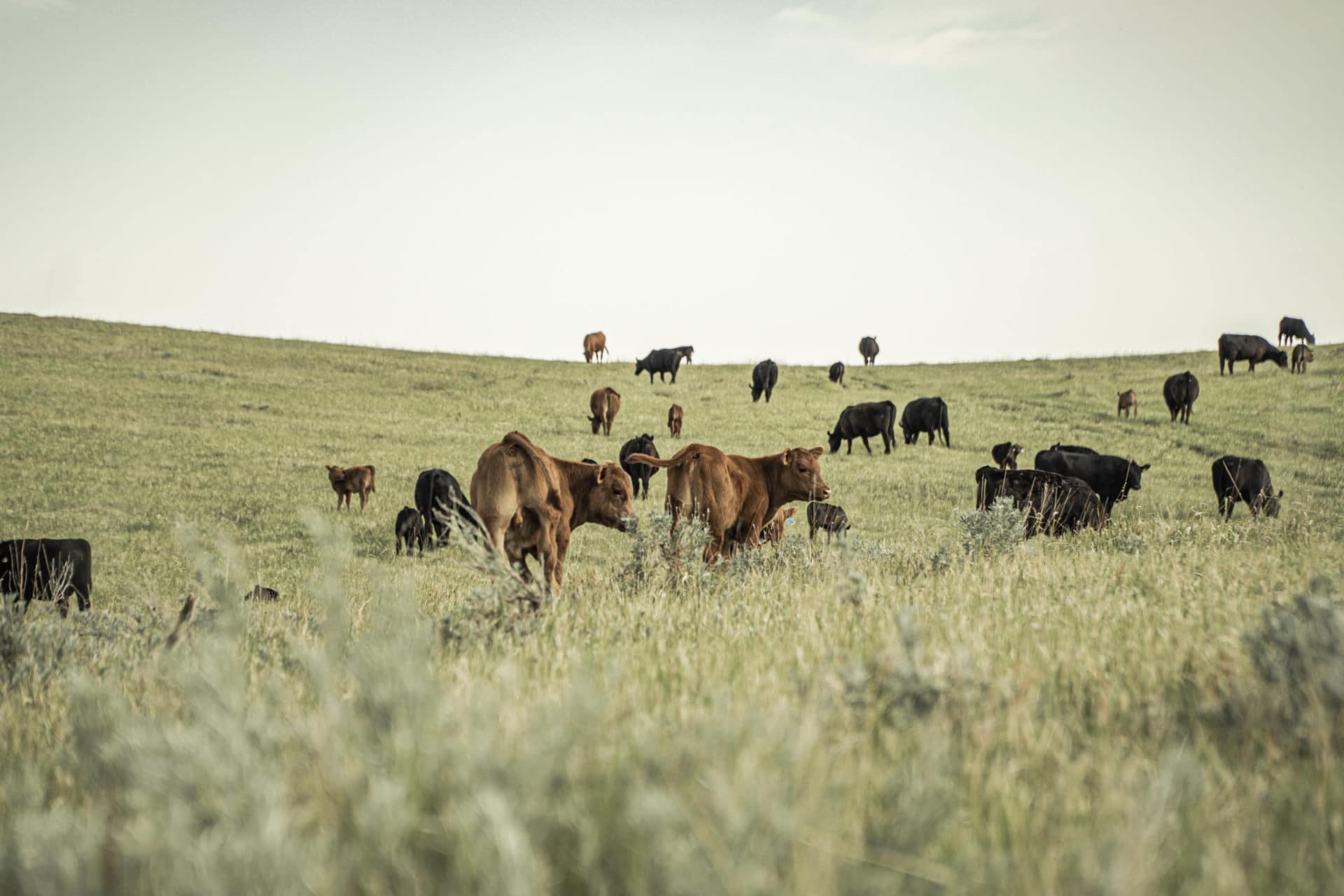 calves on green pasture