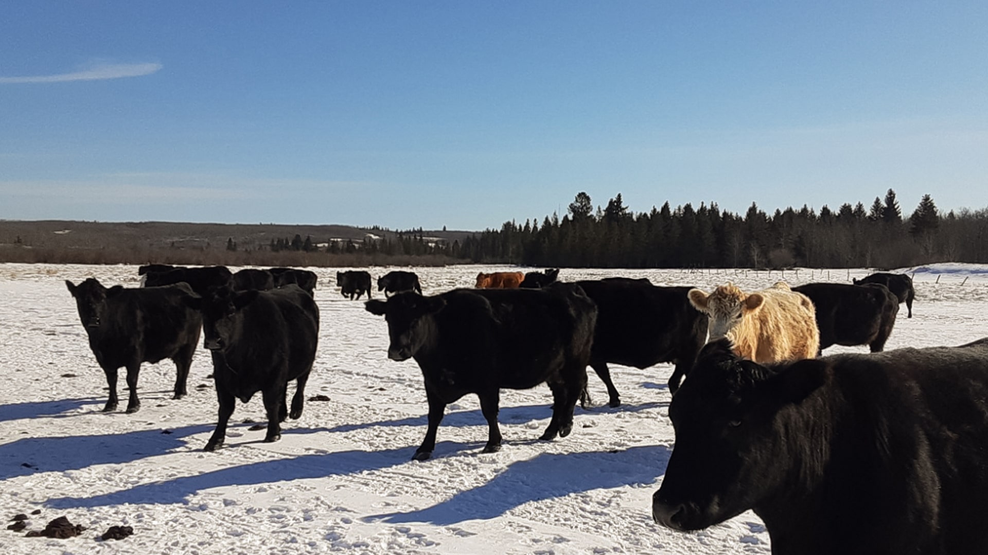 ed parke cows in winter
