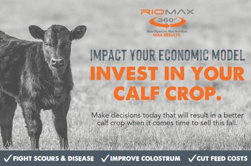 invest in your calf crop