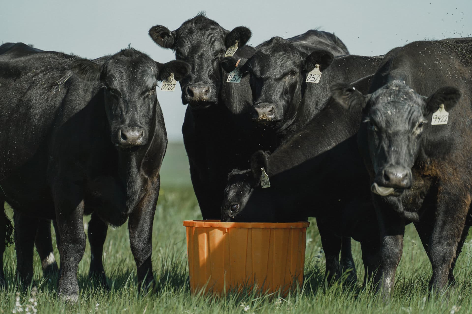 cows gathered around tub