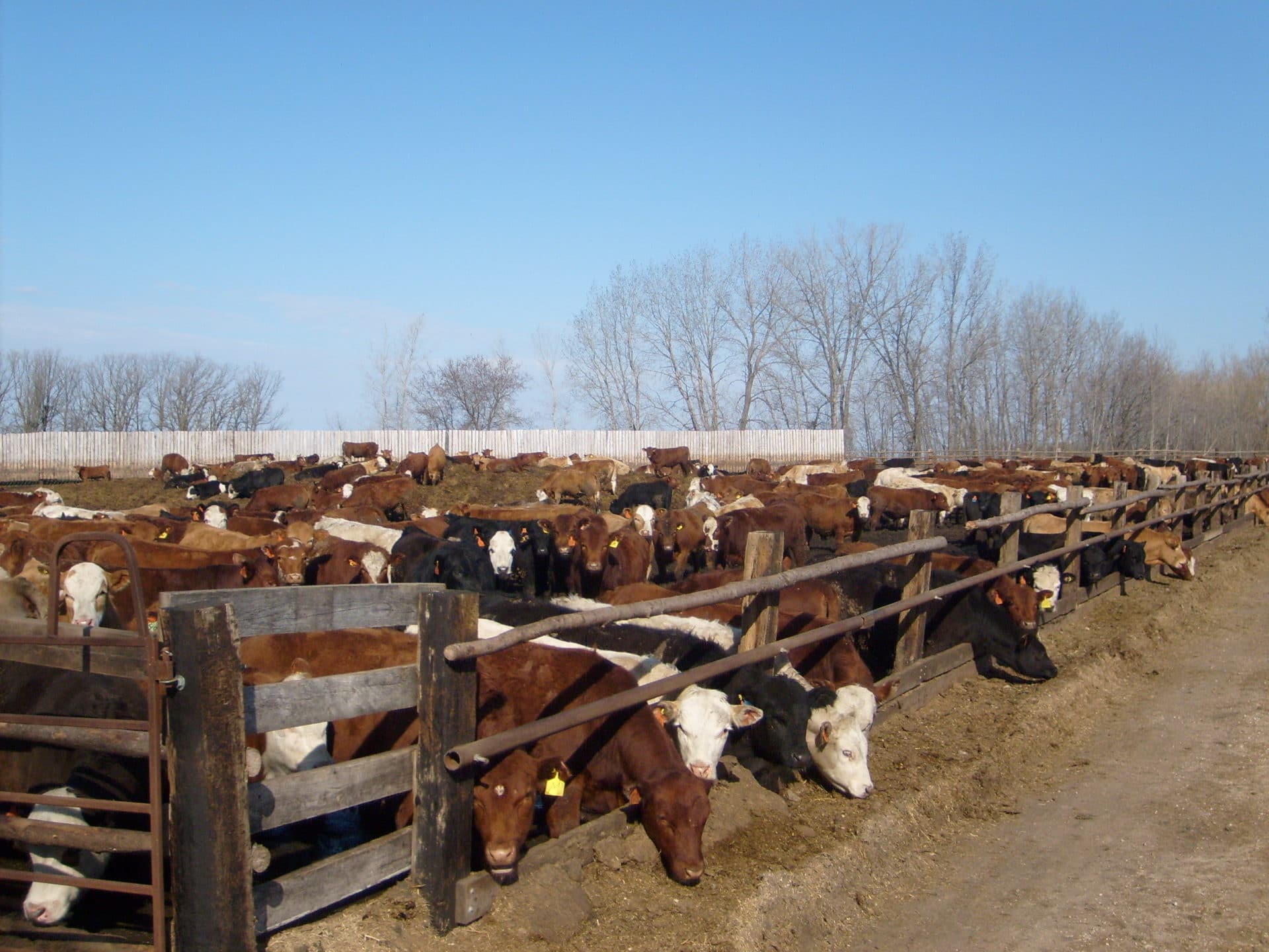 drylotting cattle in summer