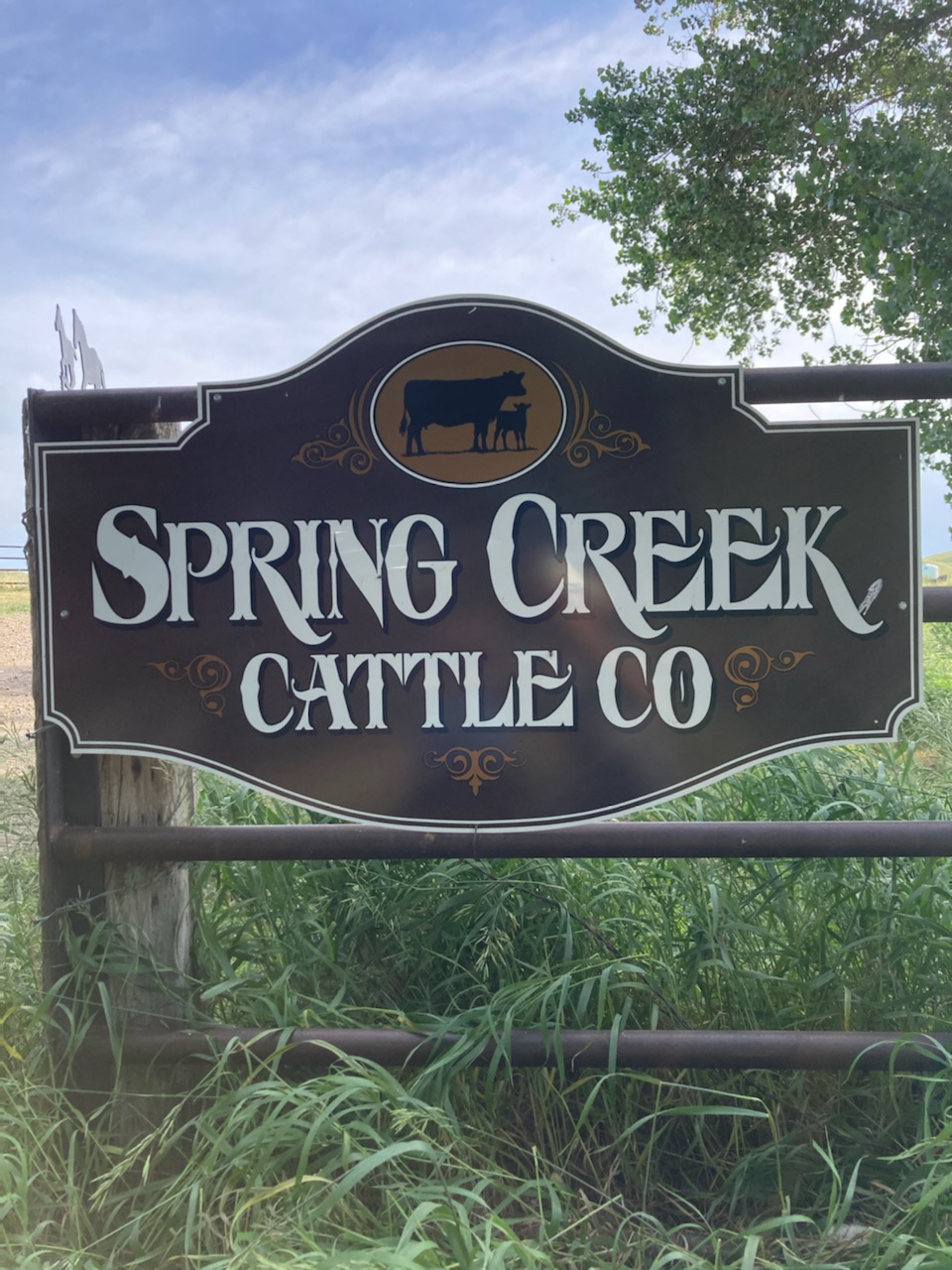 Spring Creek Cattle Co Emmit Dickschat