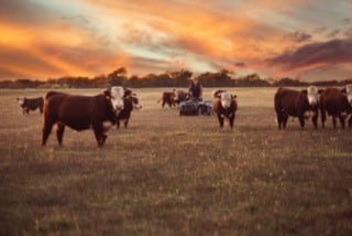ledbetter cows sunset2