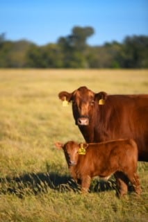red angus cow calf