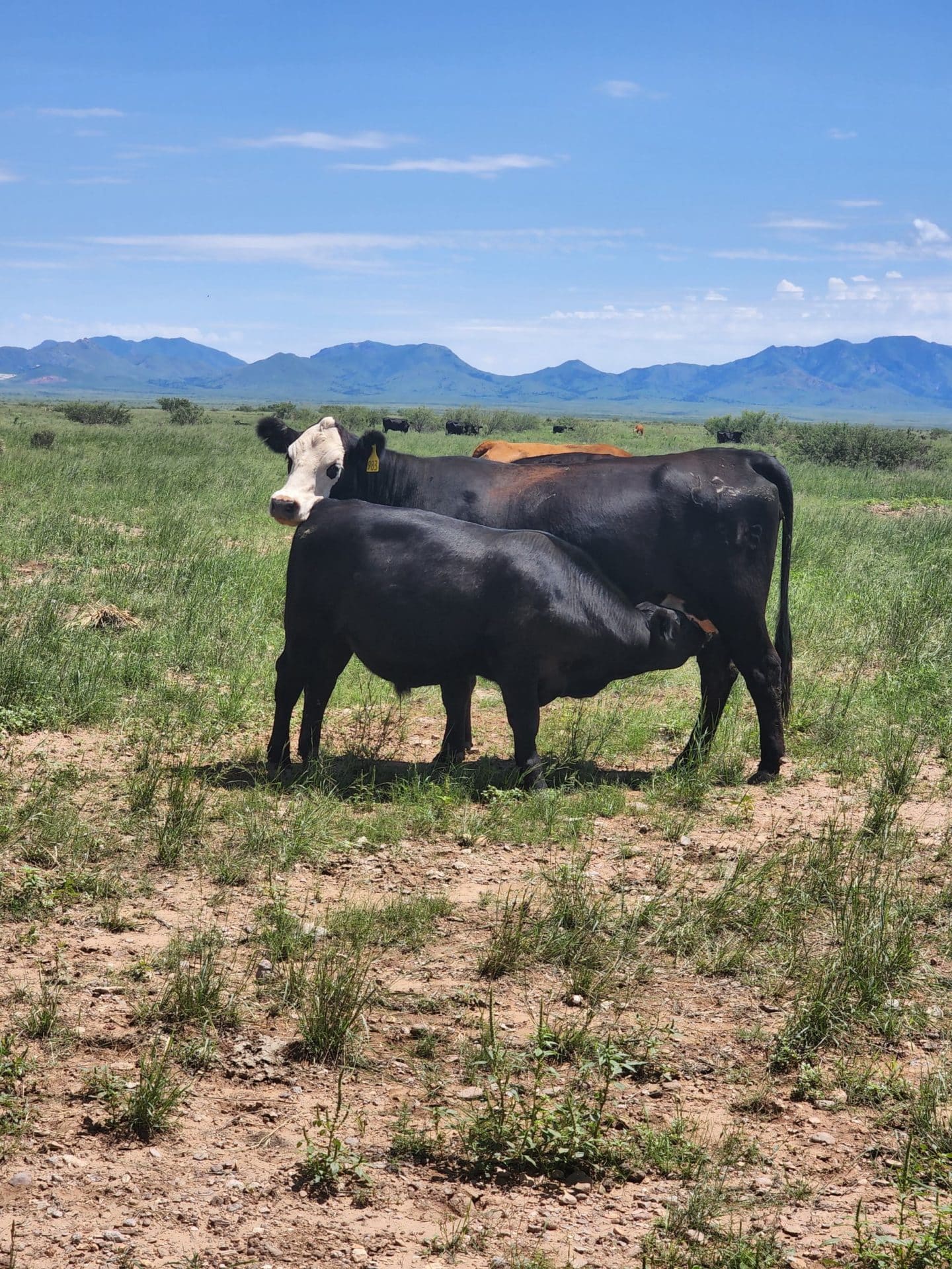 Cow/calf Cienega Ranch
