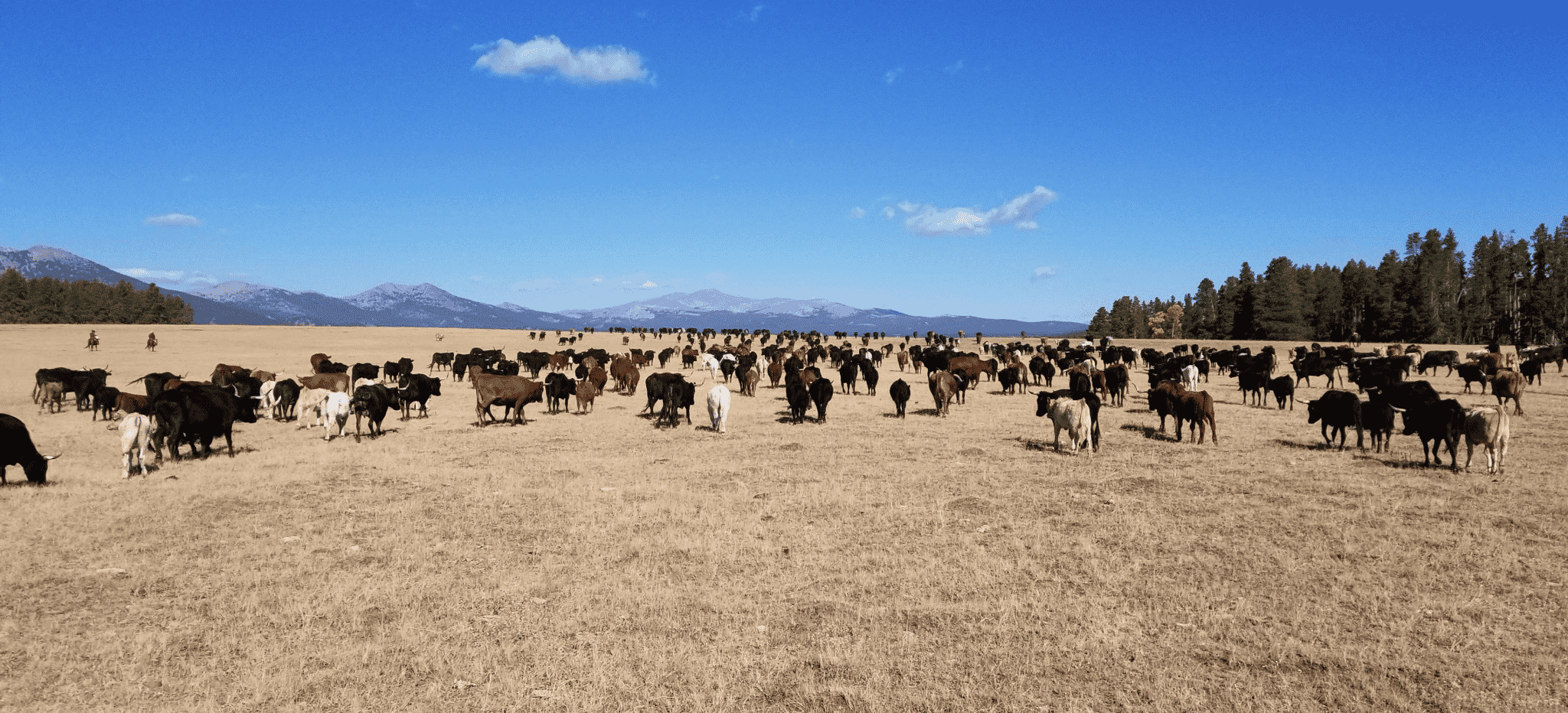 Cattle-Photo.Purdy-Ranch.png