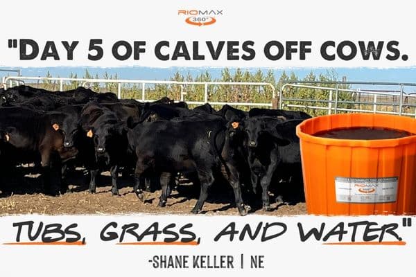 SOCIAL-POST-Day-5-of-Calves-off-Cows