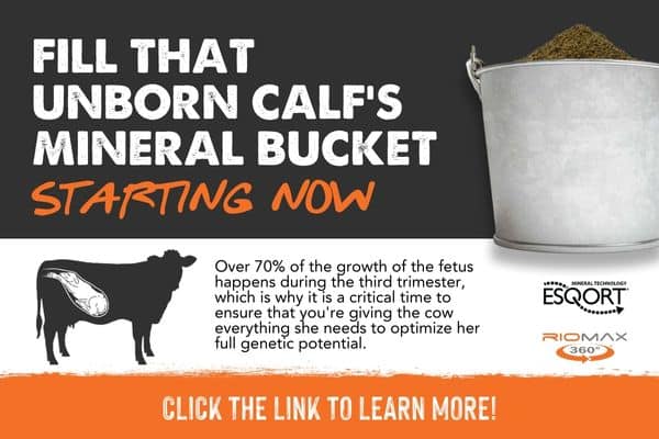 SOCIAL POST Calf mineral bucket (1)